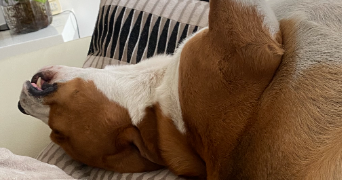 marie pet sitter à CARRIERES SUR SEINE 78420_9