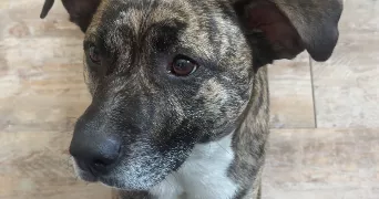enora pet sitter à HENNEBONT 56700