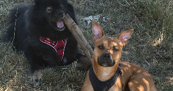 capucine pet sitter à CHARMAUVILLERS 25470_5