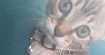 lola pet sitter à NOGENT SUR OISE 60180_3