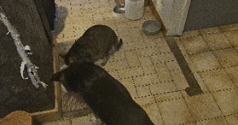 camille pet sitter à LACOURT ST PIERRE 82290_4