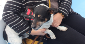 marie pet sitter à NANTES 44300_0