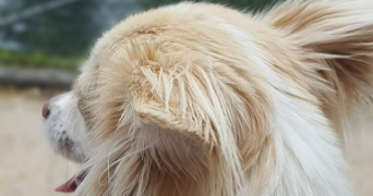 sabrina pet sitter à NIORT 79000_3