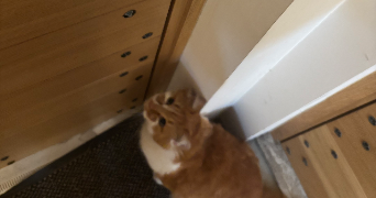laurine pet sitter à ANNECY 74000_2