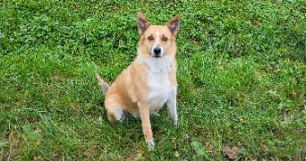 audrey pet sitter à VOISENON 77950_1