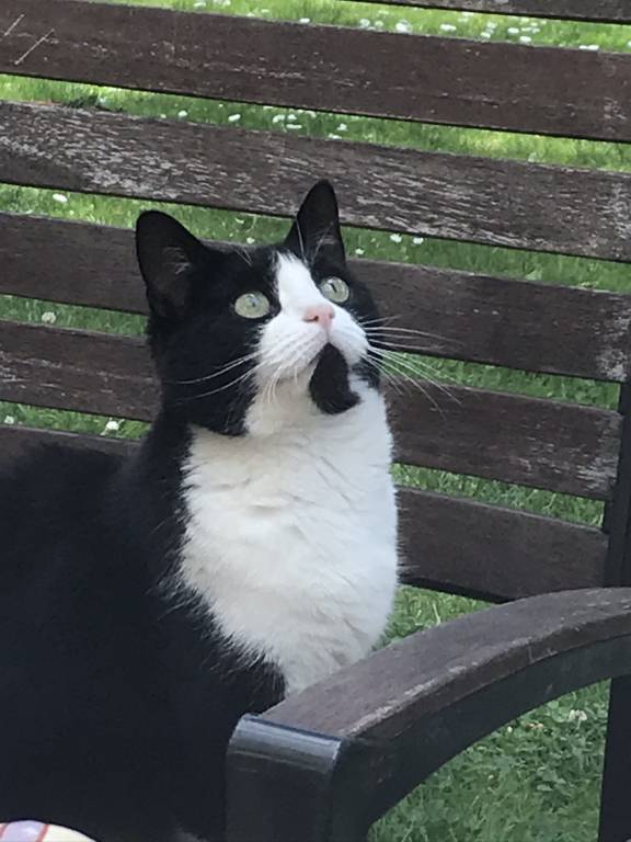 océane pet sitter à Le Perreux-sur-Marne 94170_4