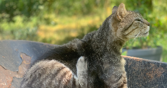 louisa pet sitter à CAZALS 82140_3