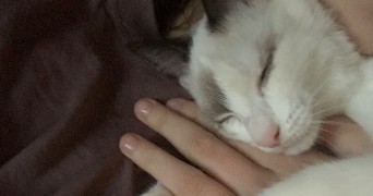 clarisse pet sitter à PERIGUEUX 24000_4