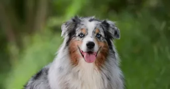 auriane pet sitter à JOSNES 41370
