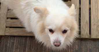marion pet sitter à TOULOUSE 31000_2