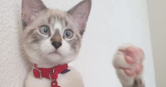 isabelle cat sitter à TOULOUSE 31300_1