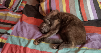 flora pet sitter à MONTPELLIER 34000_3