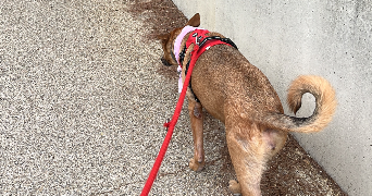 valentine pet sitter à FABREGUES 34690_5