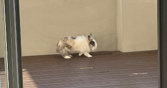 romane pet sitter à TOURS 37200_4