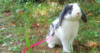 kenza pet sitter à LES ULIS 91940_6