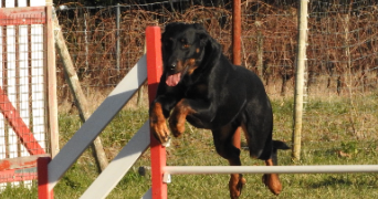 cecile pet sitter à ST ETIENNE DE FONTBELLON 07200_7