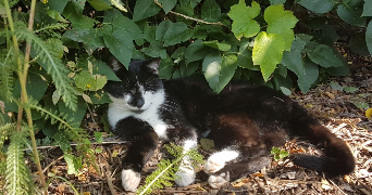 anaïs pet sitter à VERQUIN 62131_0