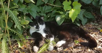 anaïs pet sitter à VERQUIN 62131