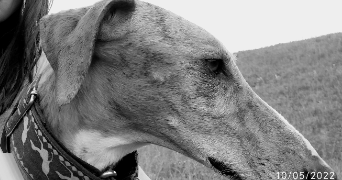 mireille pet sitter à SCHILTIGHEIM 67300_1