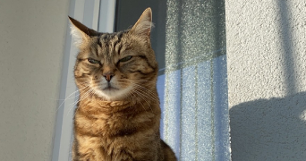 marine pet sitter à Saint jean de moirans 38430_5