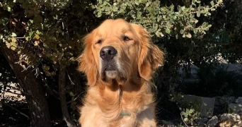 cassandra pet sitter à ECHENEVEX 01170_1