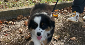 laurenzio pet sitter à NICE 06000_5