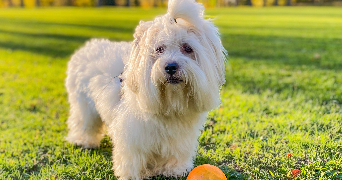 solenne pet sitter à REIMS 51100_4