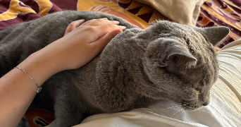 jasmine pet sitter à TOULON 83100_7