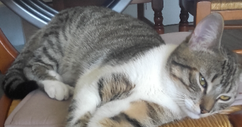 julie pet sitter à MAUREPAS 78310_1