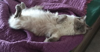 VANESSA pet sitter à Dammarie-les-Lys 77190_9