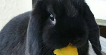 laila pet sitter à MAISONS LAFFITTE 78600