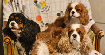 marlene pet sitter à AUNEAU BLEURY ST SYMPHORIEN 28700_69