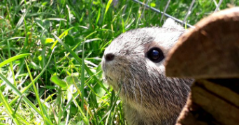 claire pet sitter à LYON 08 69008_2