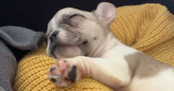 alice pet sitter à ST EGREVE 38120_8