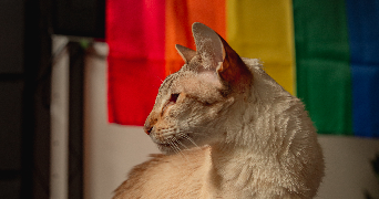 madeline pet sitter à FONTAINES 71150_7