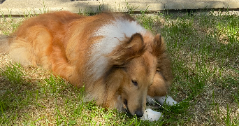 laetitia pet sitter à MONTIGNY LE BRETONNEUX 78180_5