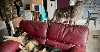 lana pet sitter à MORMANT 77720_8