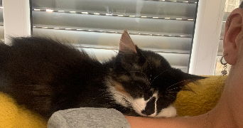 illiana pet sitter à LYON 09 69009_1