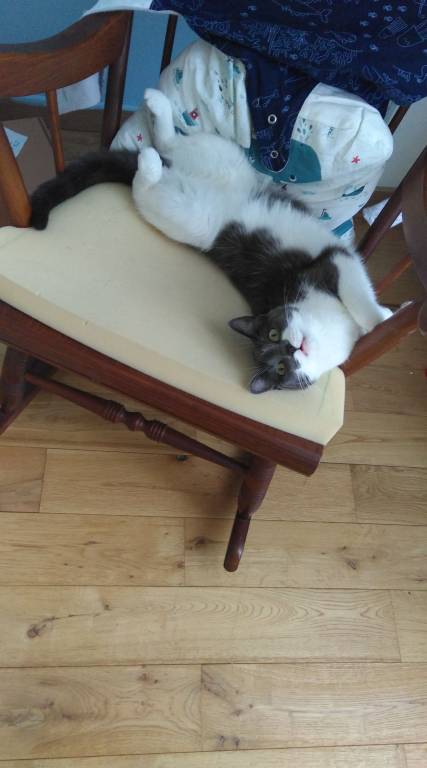 alexandra pet sitter à Méry-sur-Oise 95540_2