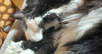 ines pet sitter à LA MEAUFFE 50880_1