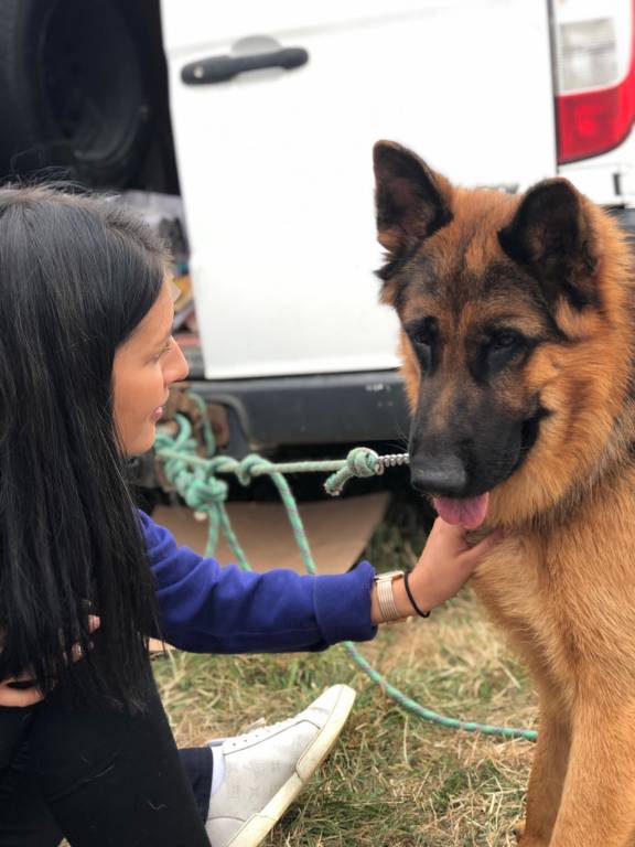 alison dog sitter à CHAMPAGNE 72470