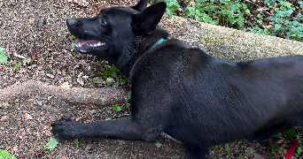 flavie pet sitter à LOMBARD 25440_1