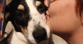 eddie pet sitter à LAVAL 53000_2