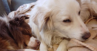 chloé dog sitter à TOULOUSE 31000_0