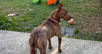 nabiha pet sitter à ST JORY 31790_5