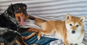 myriam pet sitter à MARSEILLE 14 13014_3