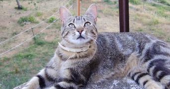 cecile pet sitter à ST ETIENNE DE FONTBELLON 07200_3