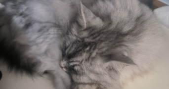 alizé pet sitter à HOUILLES 78800_3