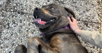 inola pet sitter à VAUX LE PENIL 77000_4