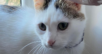 mélanie pet sitter à HERSERANGE 54440_8